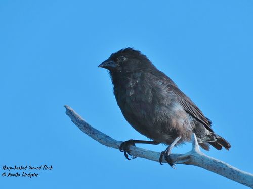 Genovesa Ground Finch (Geospiza acutirostris), photo 4