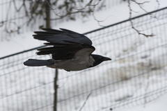 Corvus cornix