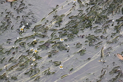Ranunculus fluitans