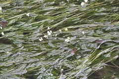 Ranunculus fluitans