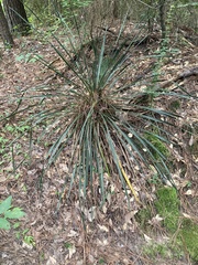 Yucca louisianensis