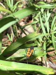 Oncopeltus spectabilis