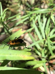 Oncopeltus spectabilis