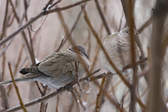 Streptopelia decaocto