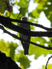 Muscicapa striata