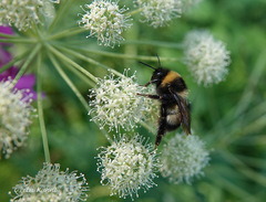 Bombus sporadicus