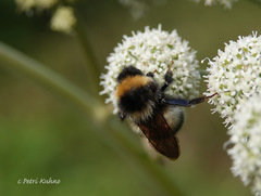 Bombus sporadicus