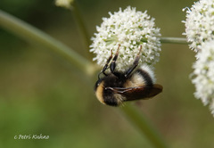Bombus sporadicus
