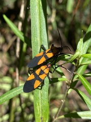 Oncopeltus spectabilis
