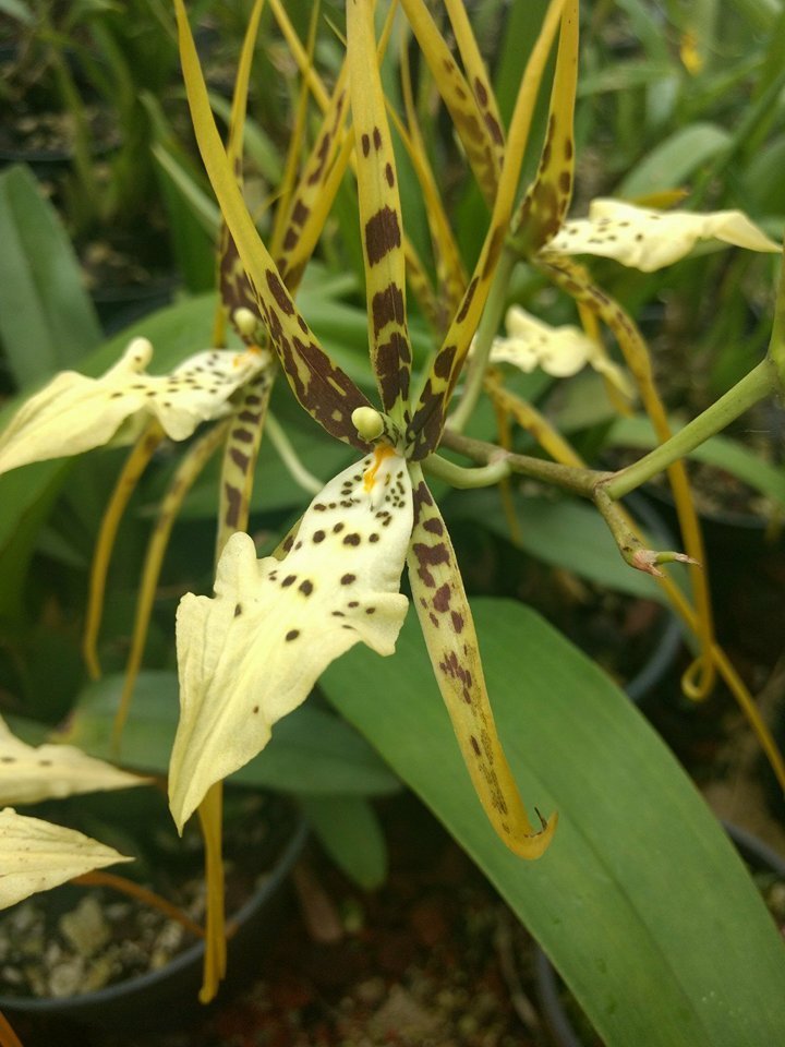 Brassia maculata (Orquídeas de Selvas tropicales húmedas) · iNaturalist