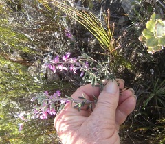 Indigofera sp11