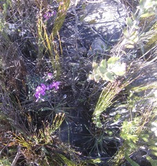Indigofera sp11