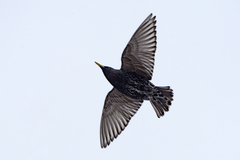 Sturnus vulgaris