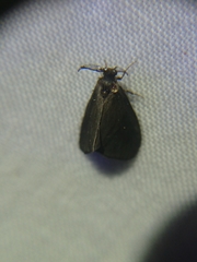 Cryptothelea nigrita