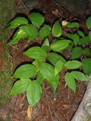 Prosartes smithii
