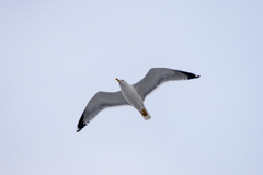 Larus
