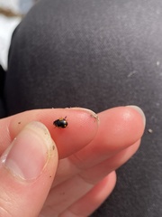 Ceratomegilla alpina