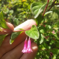 Fuchsia thymifolia