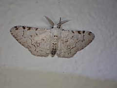 Thyrinteina arnobia