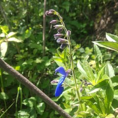 Salvia vitifolia