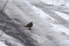 Turdus pilaris