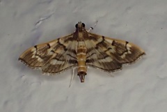 Salbia cassidalis