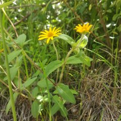 Melampodium montanum