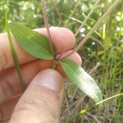 Melampodium montanum
