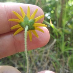 Melampodium montanum