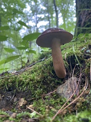 Austroboletus gracilis