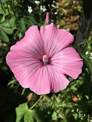Malva trimestris