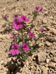 Diplacus deschutesensis