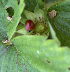 Coccinellidae