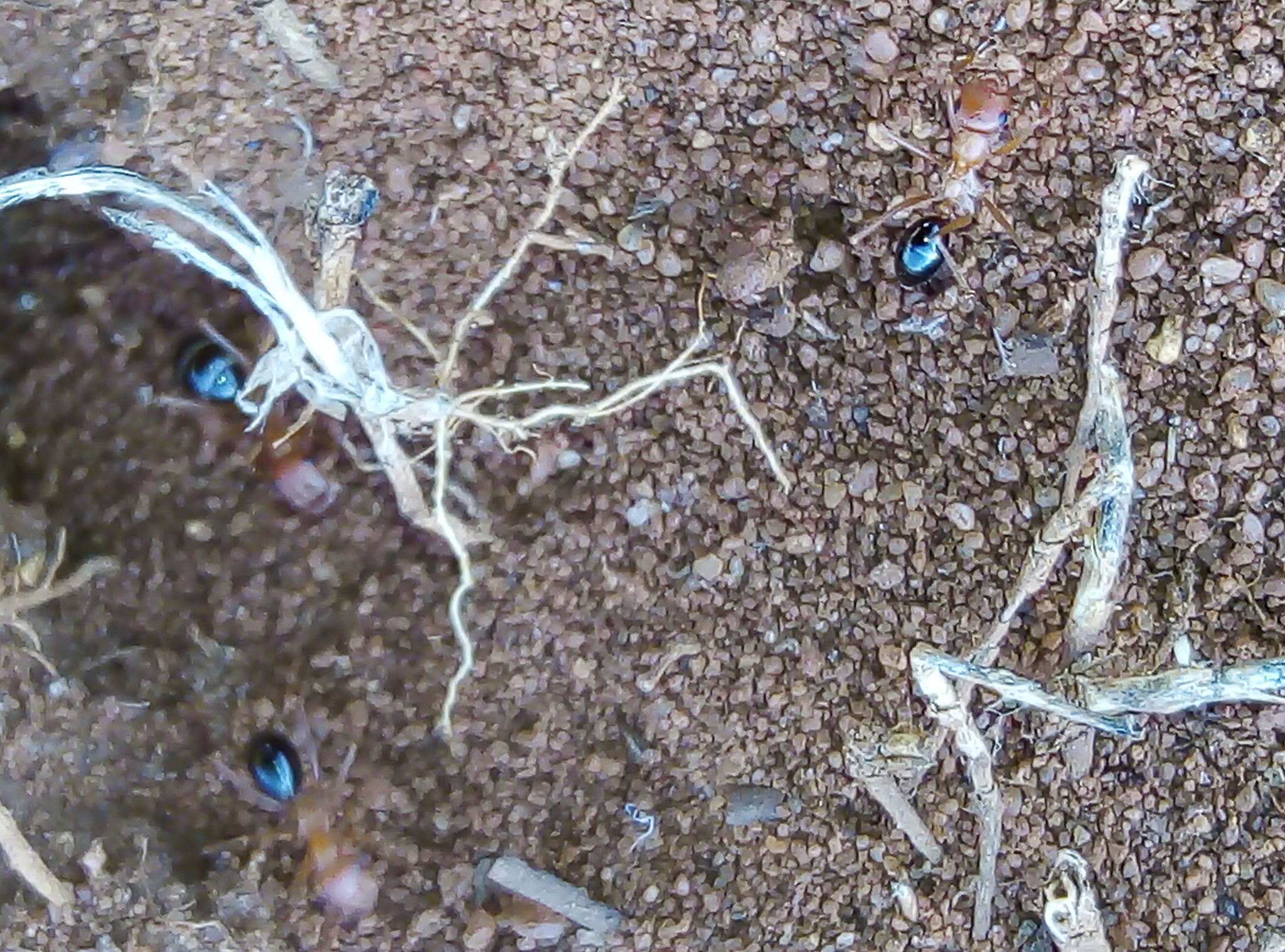 Cataglyphis tartessica