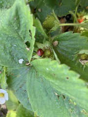 Coccinellidae