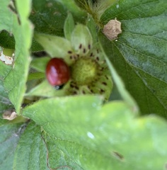 Coccinellidae