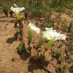 Ipomoea proxima
