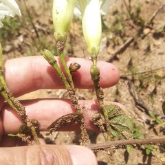 Ipomoea proxima