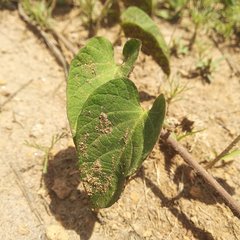 Ipomoea proxima