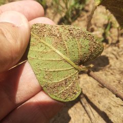 Ipomoea proxima