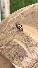 Disonycha leptolineata