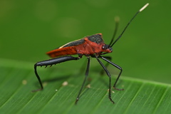 Leptoscelis tricolor