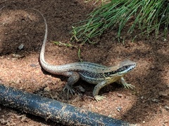 Leiocephalus cubensis