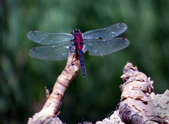 Leucorrhinia glacialis