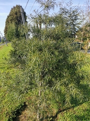 Podocarpus salignus