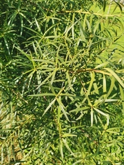 Podocarpus salignus