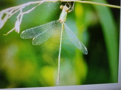 Chalcolestes viridis