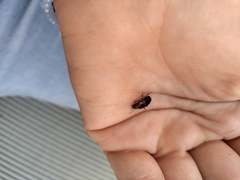 Palorus subdepressus