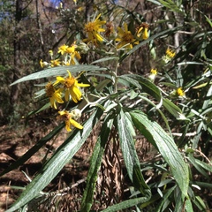 Senecio cinerarioides