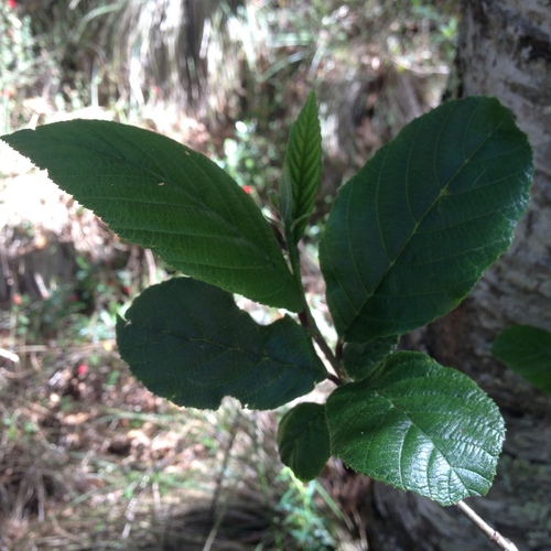 Mexican alder